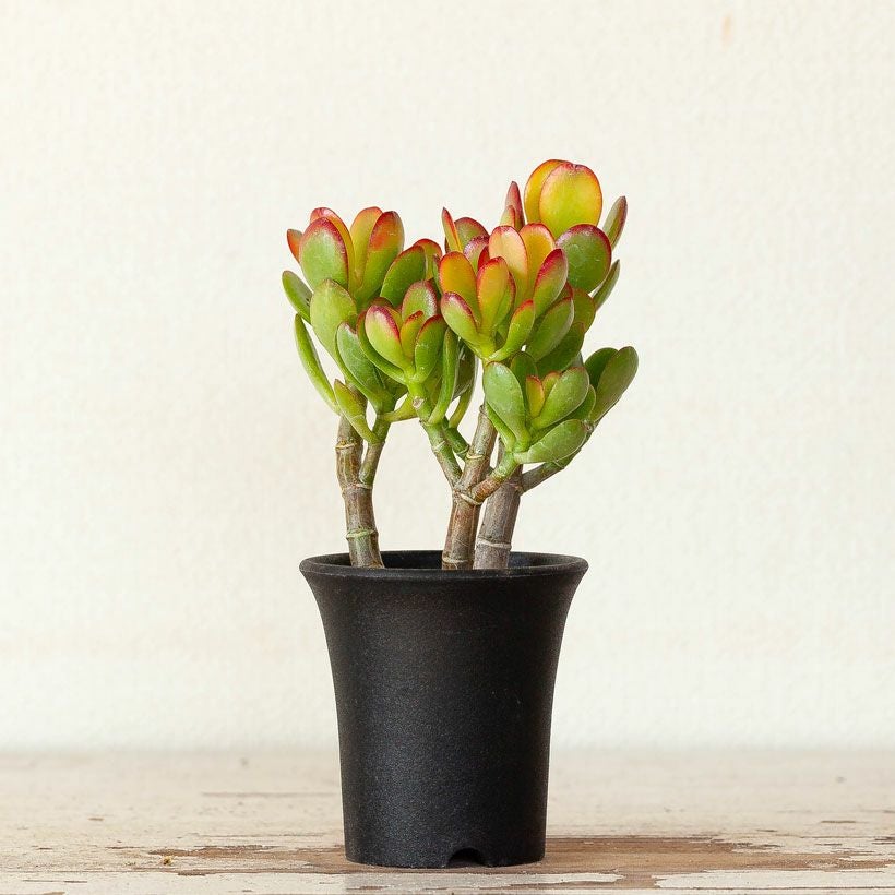 姫黄金花月（金のなる木）育て方付き｜寒さに強い多肉植物e花屋