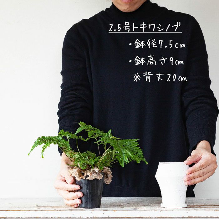 大人しいけど、チョッピリ個性。手作り風の陶器鉢（7.5cm) | [公式]e