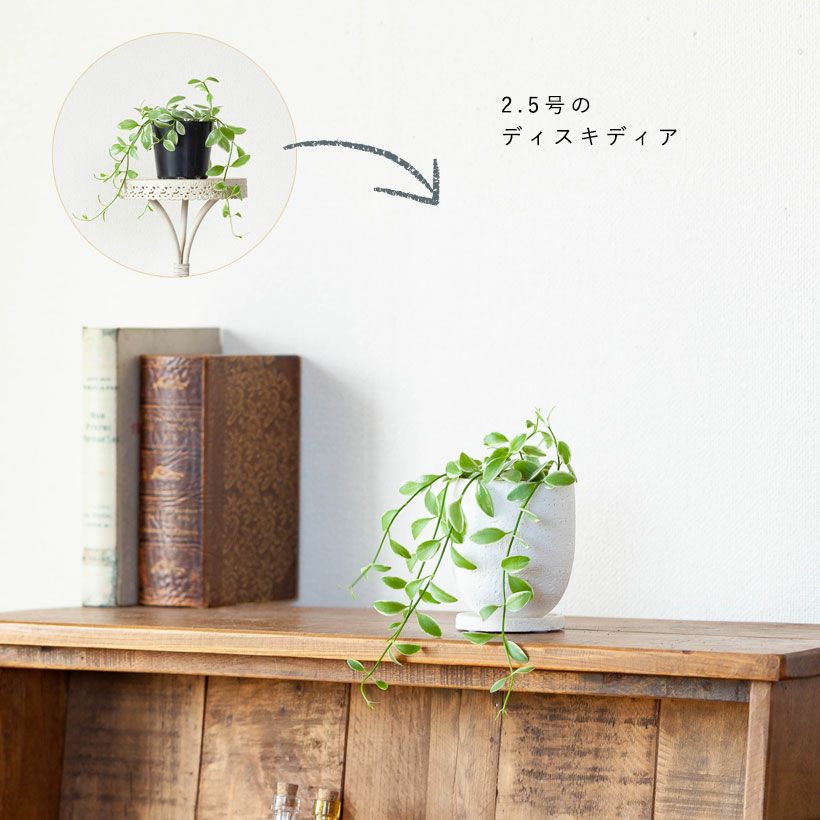 楕円形の縦長陶器鉢｜2号~2.5号サイズの植物向け｜e-花屋さん