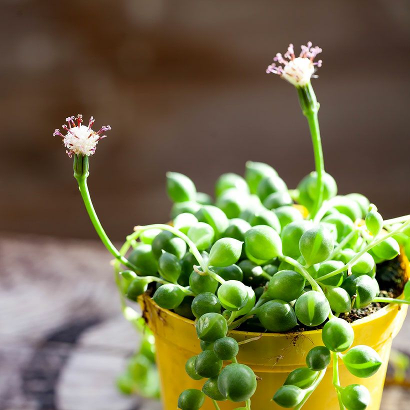 グリーンネックレス花言葉は「健やかな成長」ツルが伸びる多肉