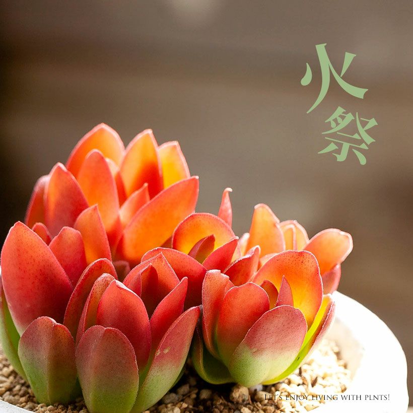 クラッスラ火祭り（育て方付）植え替え用、赤い葉の多肉植物