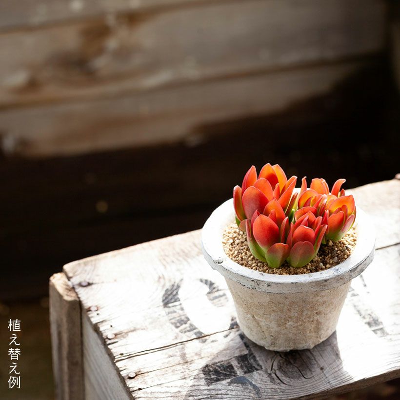 クラッスラ火祭り（育て方付）植え替え用、赤い葉の多肉植物