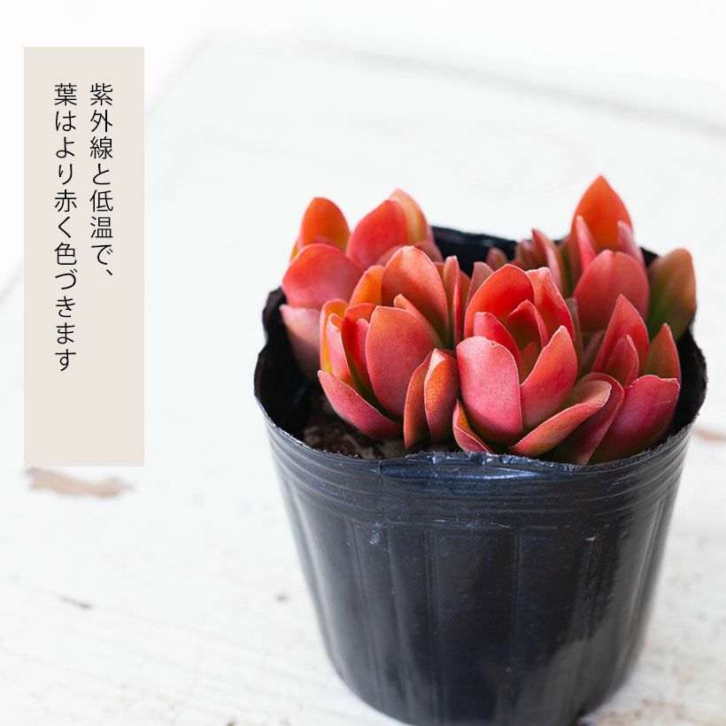 クラッスラ火祭り（育て方付）植え替え用、赤い葉の多肉植物