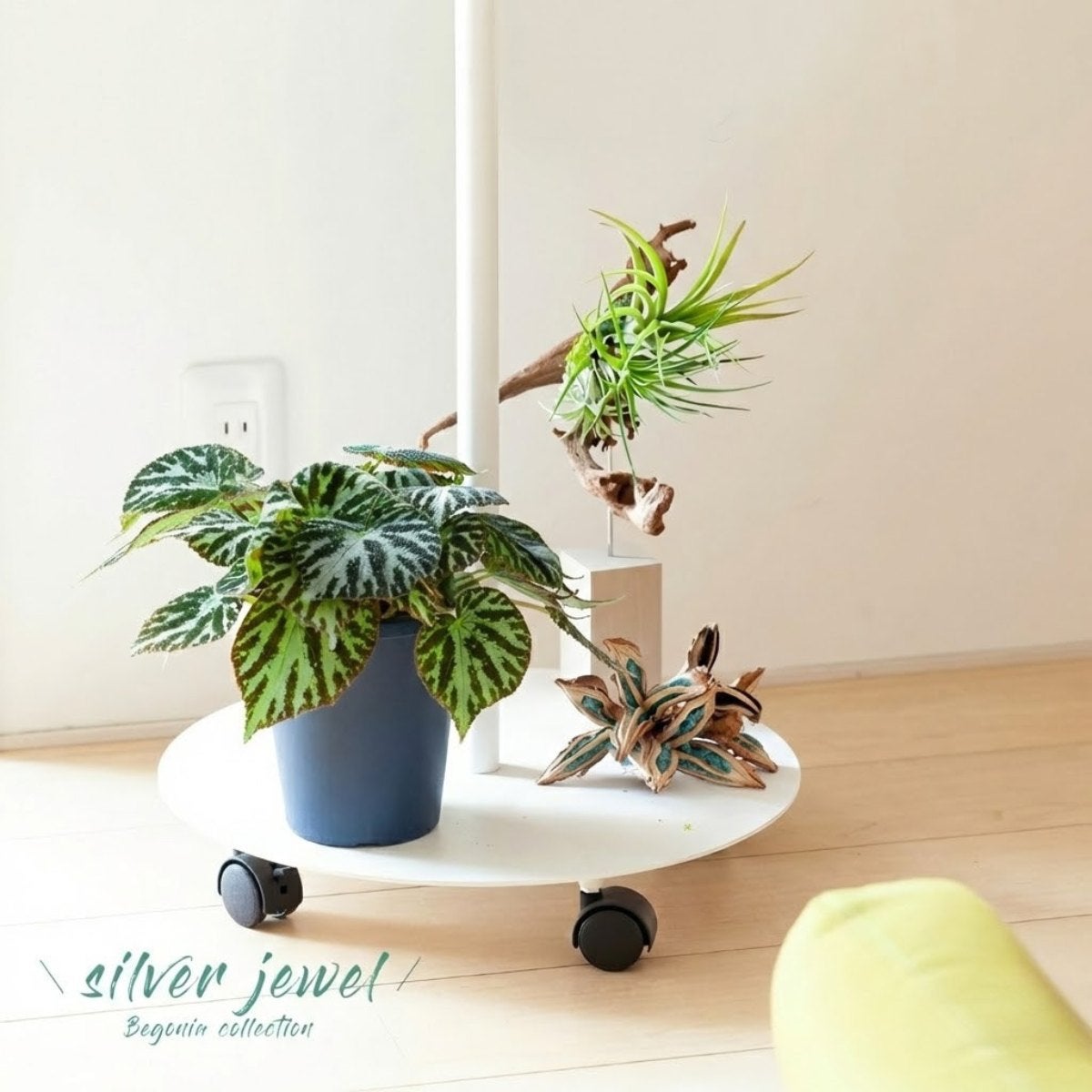 ベゴニア・シルバージュエルの葉を飾る