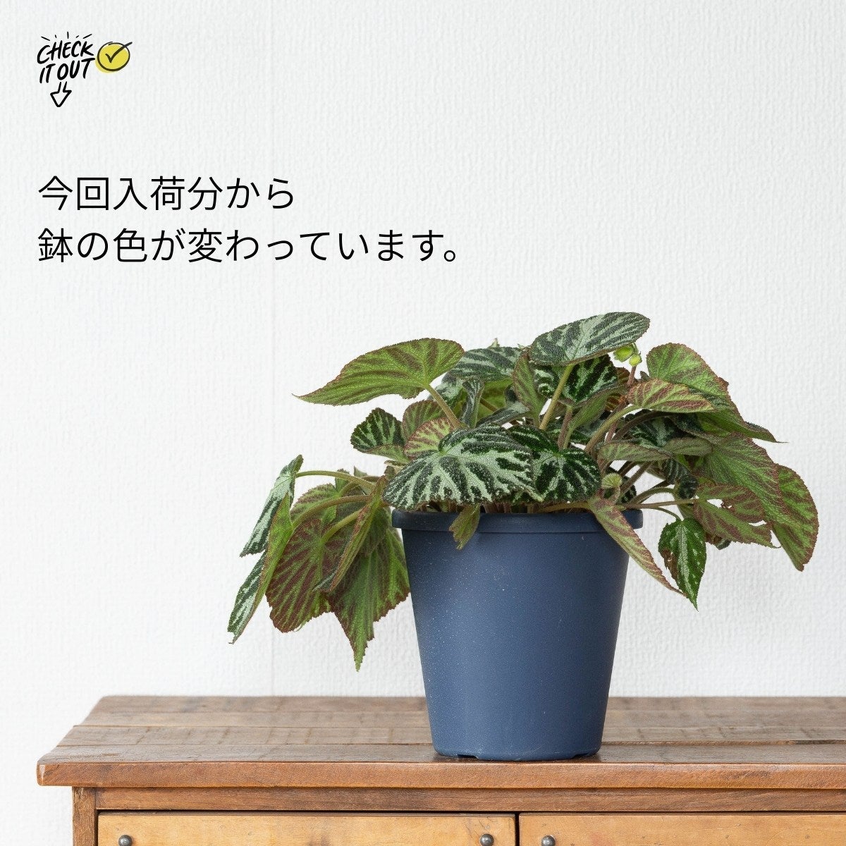 ベゴニア・シルバージュエルの鉢色が紺色