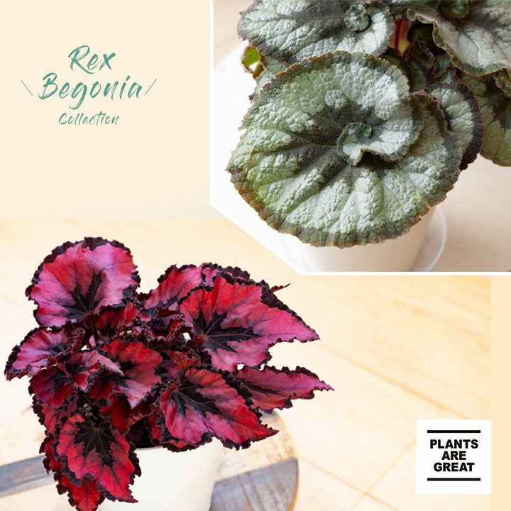 000000006298-01.jpg?size=m&w=