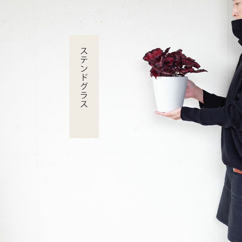 レックスベゴニア｜赤葉ステンドグラス、エスカルゴe-花屋さん