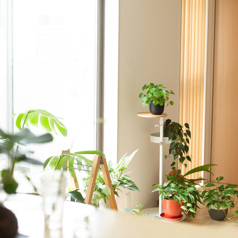 ペペロミオイデス部屋に飾った写真