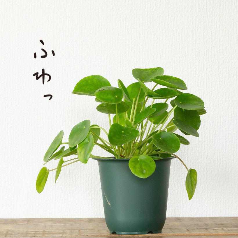 ●お届けは10/27～これ、面白い！手作り。流木チップ素材をもとに作った植木鉢に紐サボテン（リプサリス）を植えてみました。一般の花屋では中々見る事ができない、作家物のような逸品！【観葉植物多肉植物サボテン】