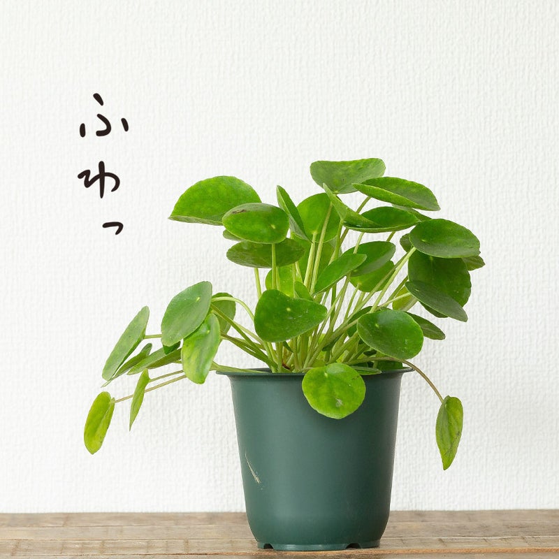 ペペロミオイデスの葉