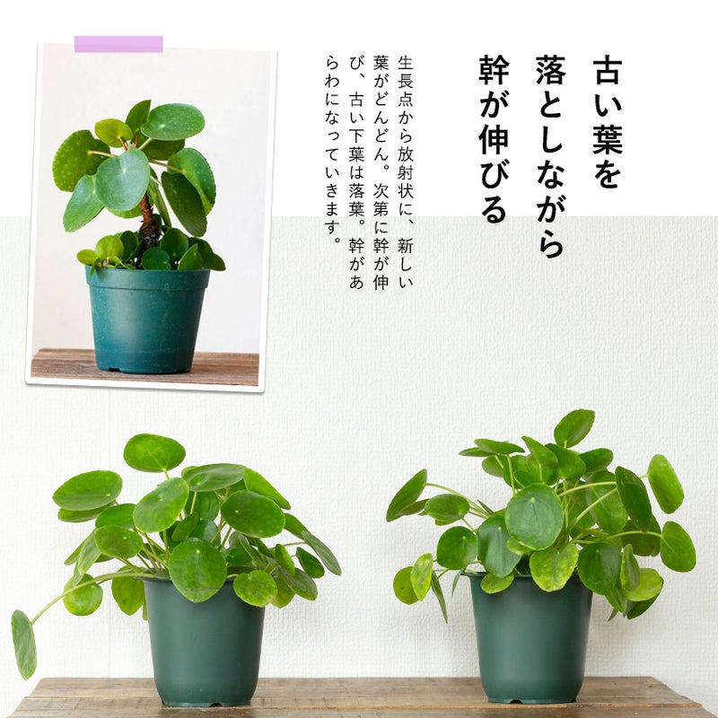 ペペロミオイデス成長イメージ