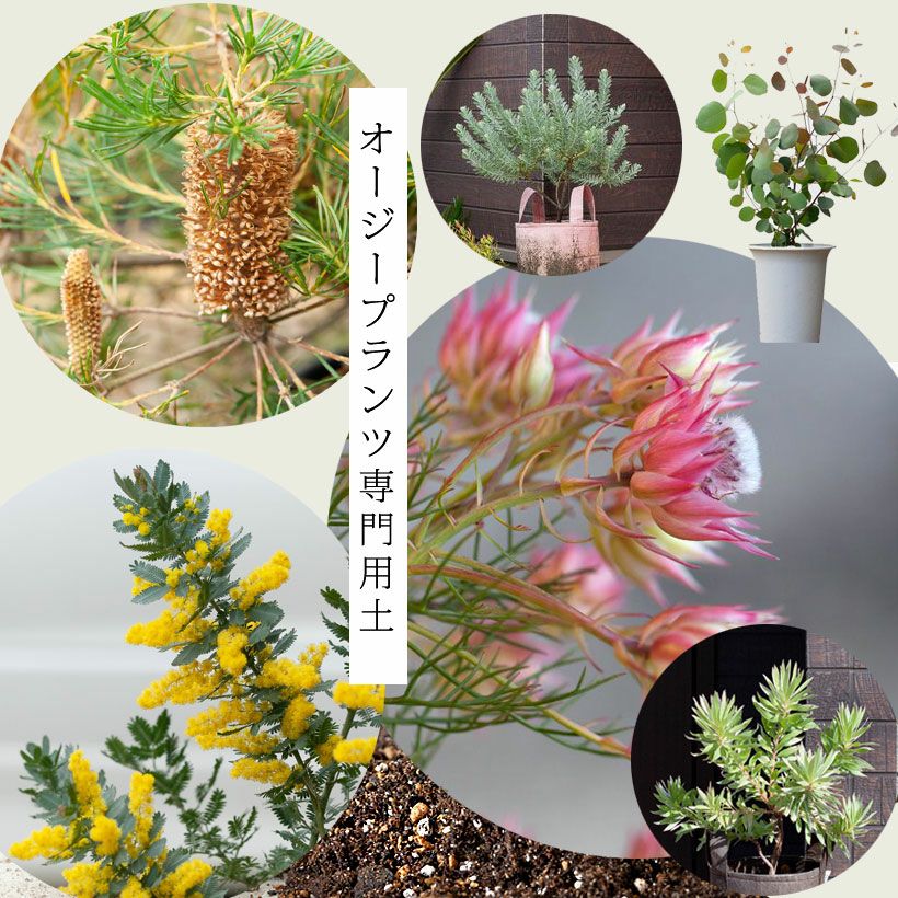 オージープランツセット 沼ノ上農園 | オリジナルオージープランツ培養土⭐︎(14ℓ) 花