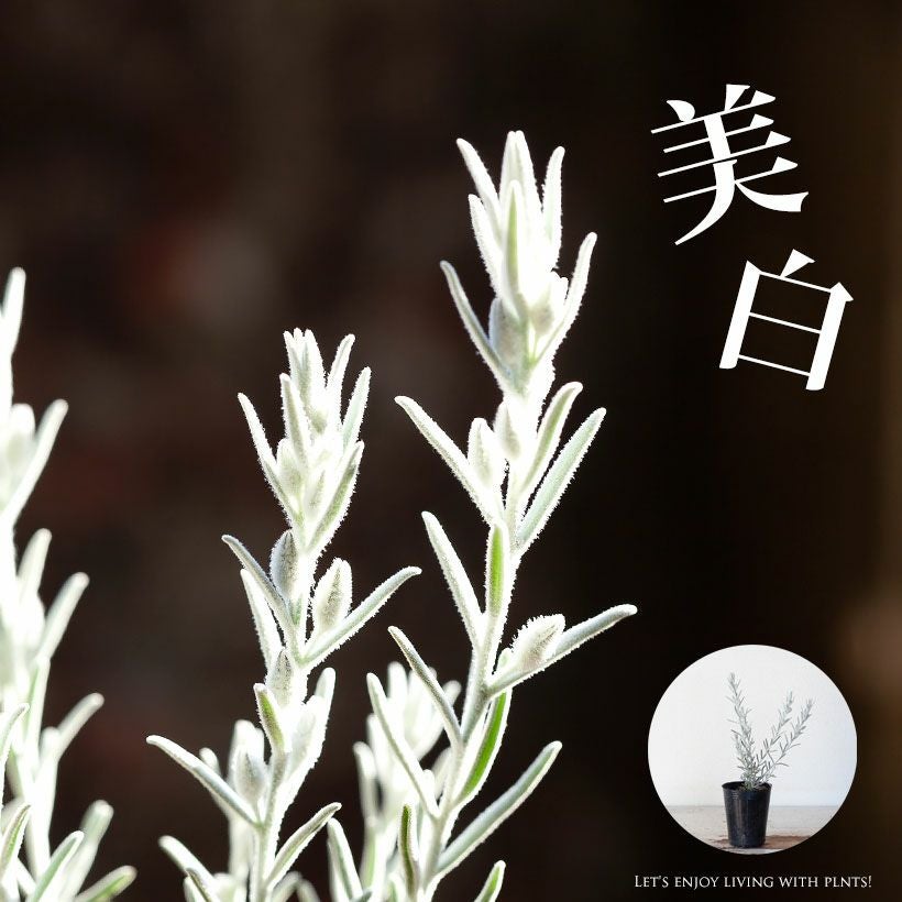 エレモフィラニベア・ホイップクリーム（白花）寄せ植え用2.5号