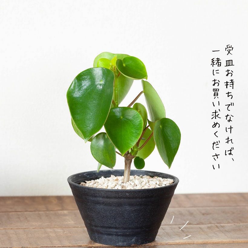 ペペロミア・ジェイド（コインリーフ）育て方付き｜e-花屋さん