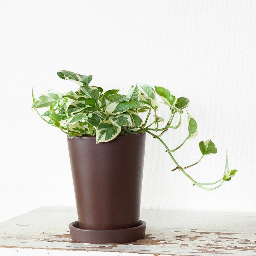 縦長（円柱）陶器鉢ブラウン｜SALE価格e-花屋さん