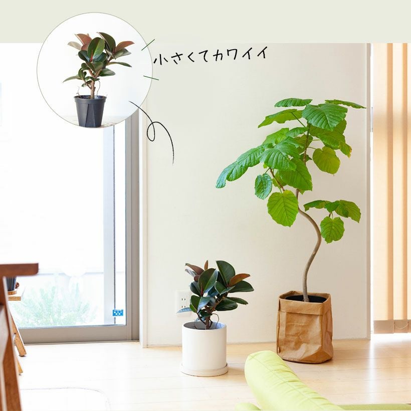 観葉植物、ゴムの木はソフィアがお勧め！黒ゴムよりコンパクト