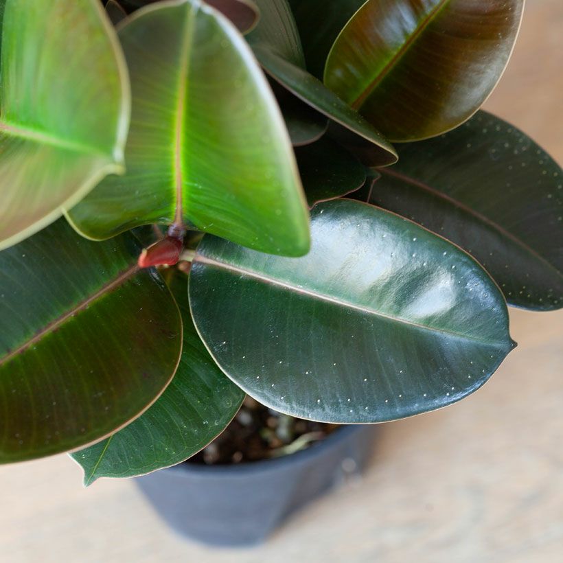 観葉植物、ゴムの木はソフィアがお勧め！黒ゴムよりコンパクト