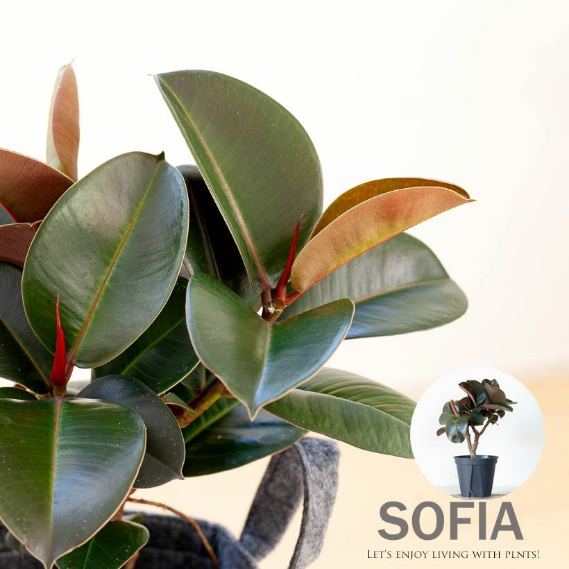 観葉植物、ゴムの木はソフィアがお勧め！黒ゴムよりコンパクト