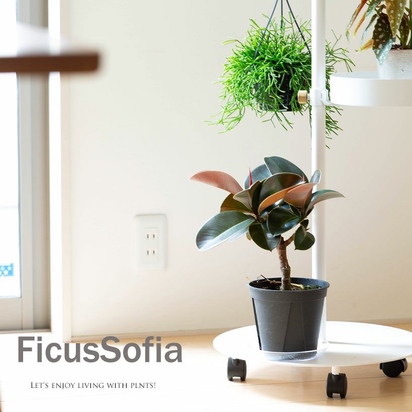 観葉植物、ゴムの木はソフィアがお勧め！黒ゴムよりコンパクト