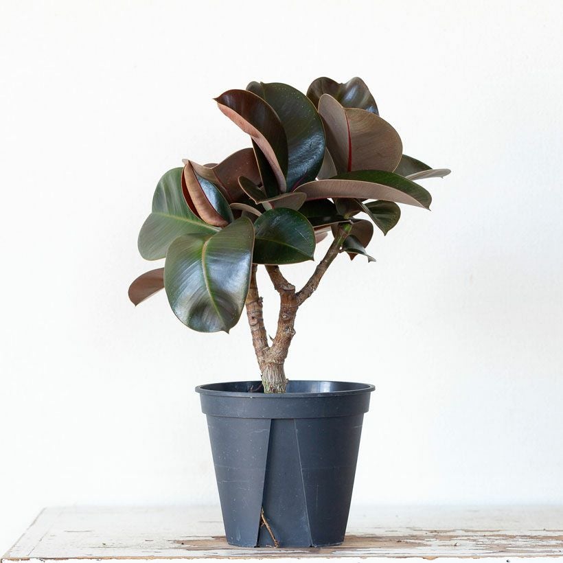 観葉植物、ゴムの木はソフィアがお勧め！黒ゴムよりコンパクト