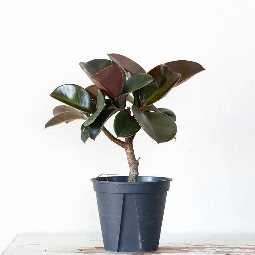 観葉植物、ゴムの木はソフィアがお勧め！黒ゴムよりコンパクト