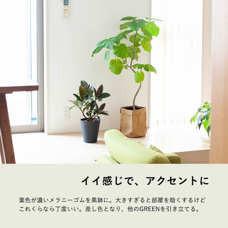 フィカスメラニー｜黒ゴムバーガンディーに比べスマートな品種