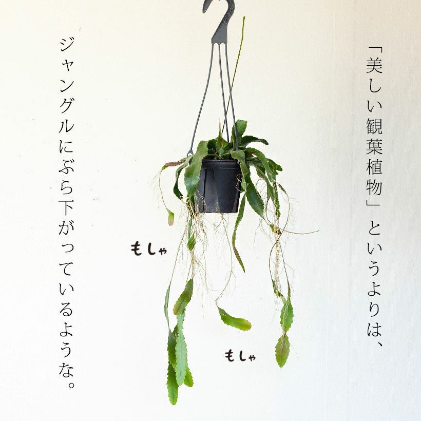 000000006418-03.jpg?size=l&w=
