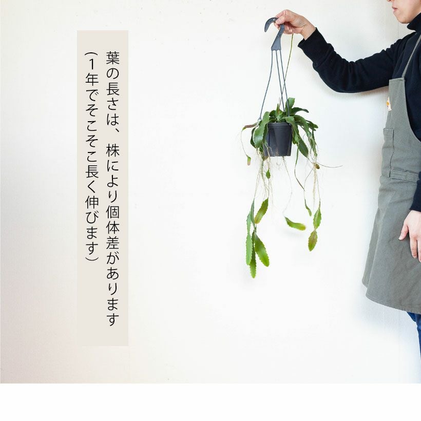 レピスミウムホーレティアナム育て方付き｜吊るす観葉植物e花屋