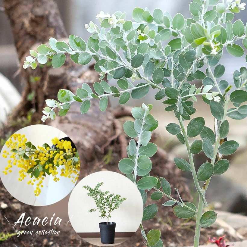 000000006457-01.jpg?size=l&w=