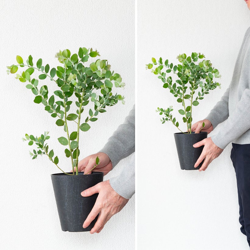 パールアカシア（真珠葉）の鉢植え・育て方付き｜e-花屋さん