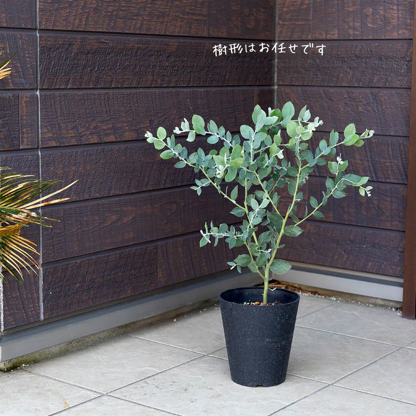 パールアカシア（真珠葉）の鉢植え・育て方付き｜e-花屋さん