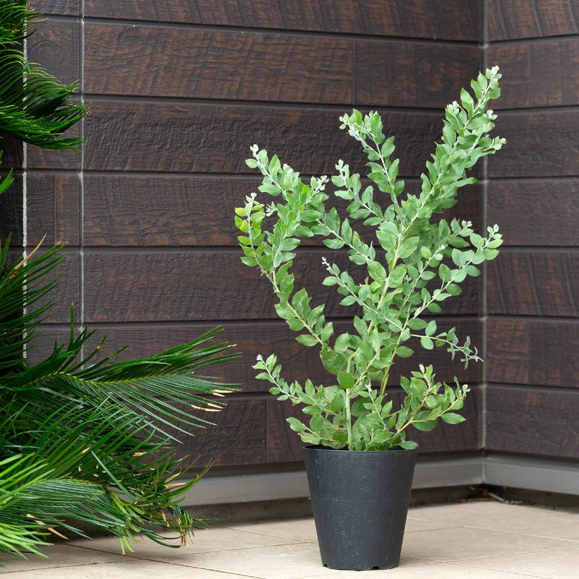 パールアカシア（真珠葉）の鉢植え・育て方付き｜e-花屋さん