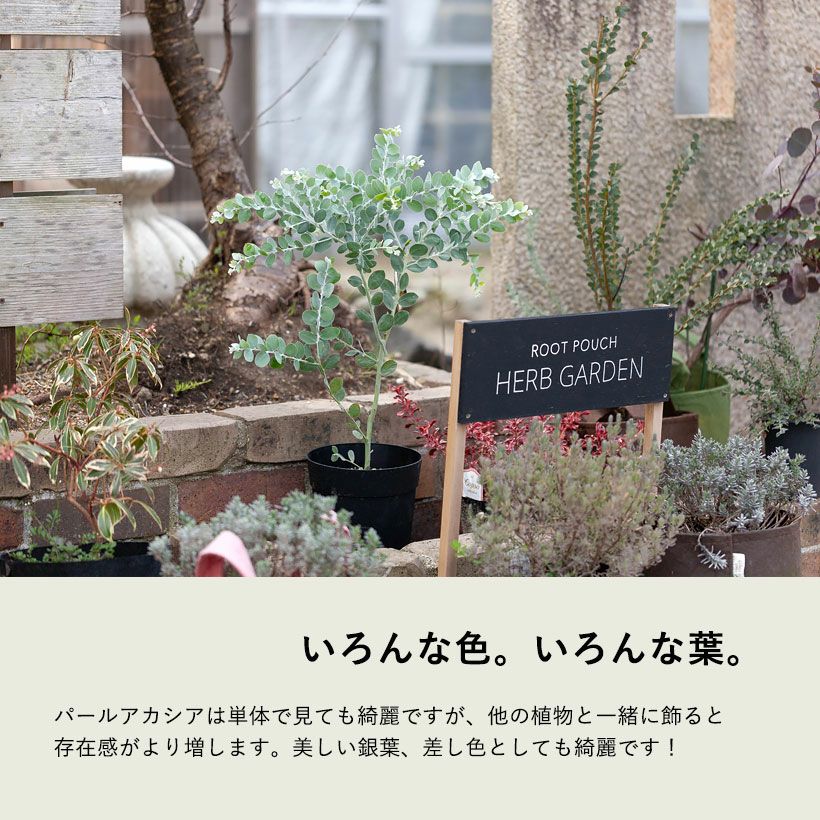 パールアカシア（真珠葉）の鉢植え・育て方付き｜e-花屋さん