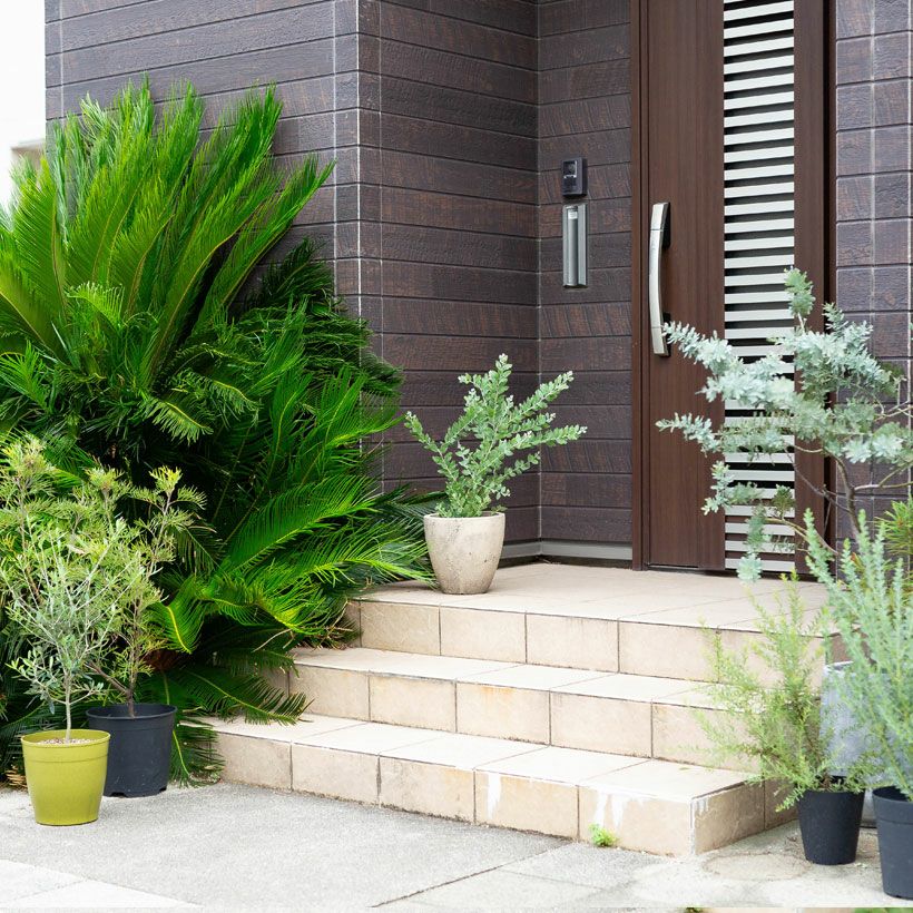 パールアカシア（真珠葉）の鉢植え・育て方付き｜e-花屋さん