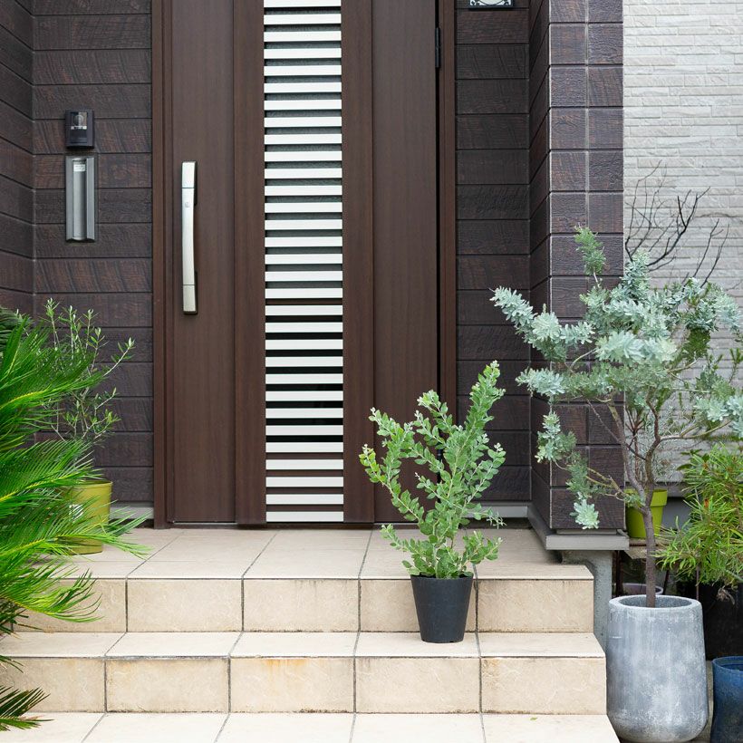 パールアカシア（真珠葉）の鉢植え・育て方付き｜e-花屋さん