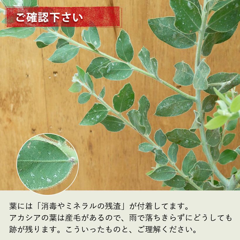 パールアカシア（真珠葉）の鉢植え・育て方付き｜e-花屋さん