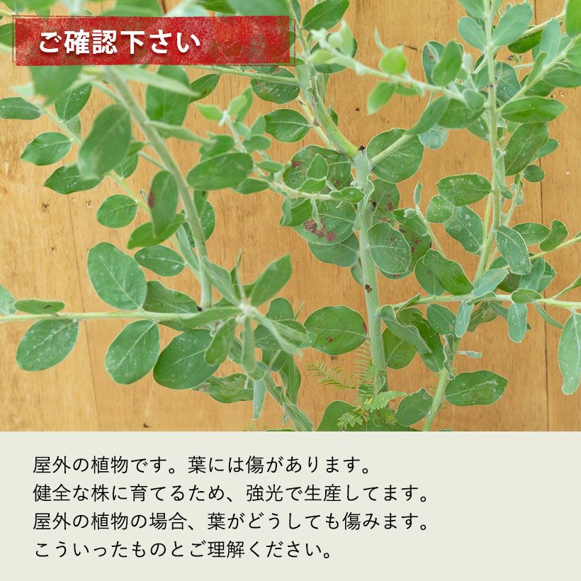 パールアカシア（真珠葉）の鉢植え・育て方付き｜e-花屋さん