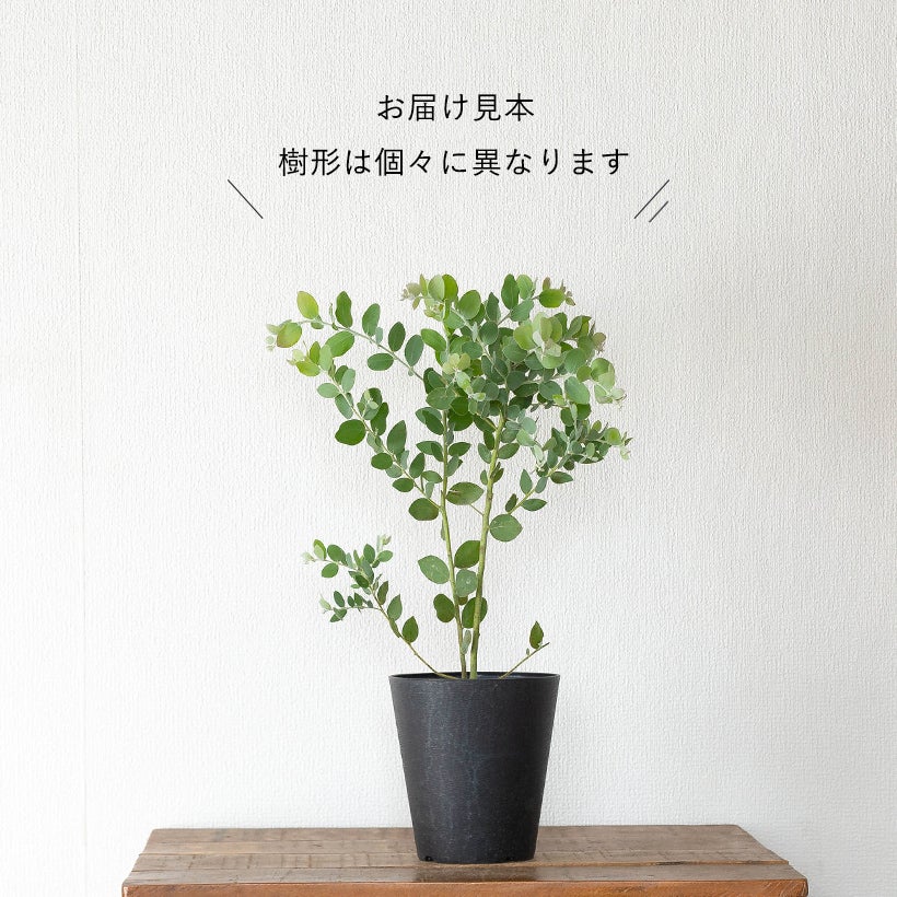 パールアカシア（真珠葉）の鉢植え・育て方付き｜e-花屋さん