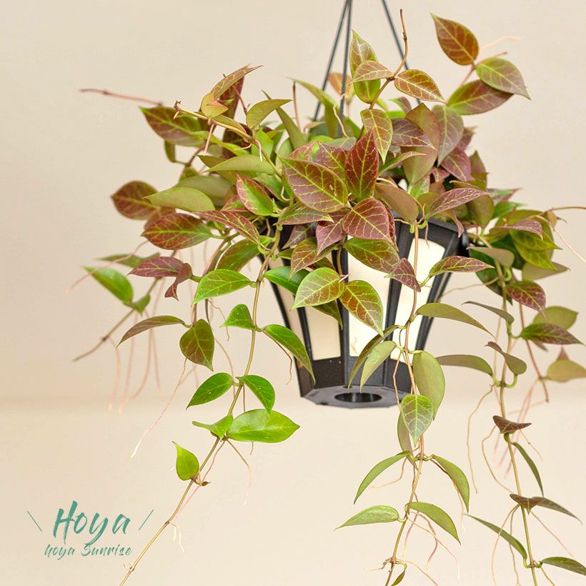 000000006462-01.jpg?size=m&w=