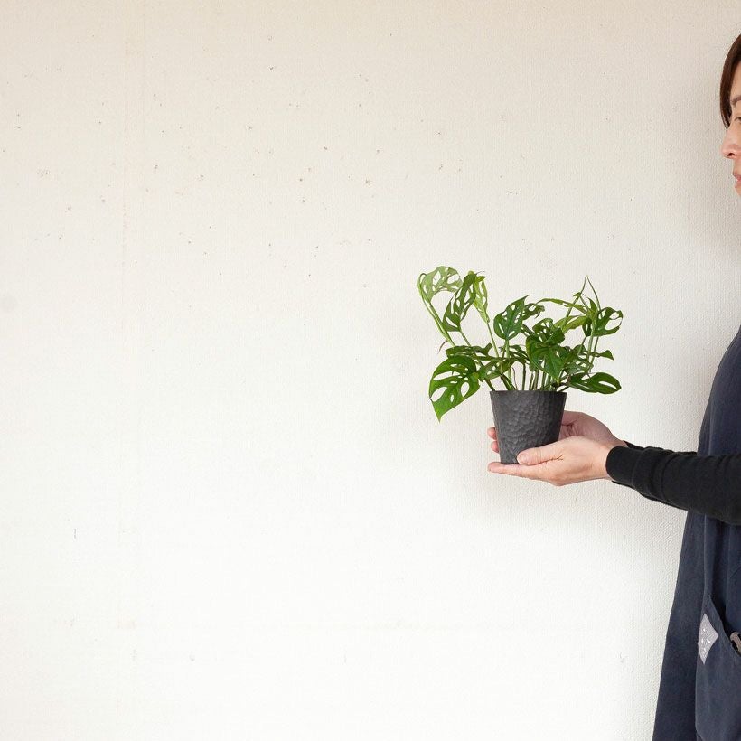 小葉のマドカズラ（モンステラspp.）ツル垂れ下がる種｜e花屋