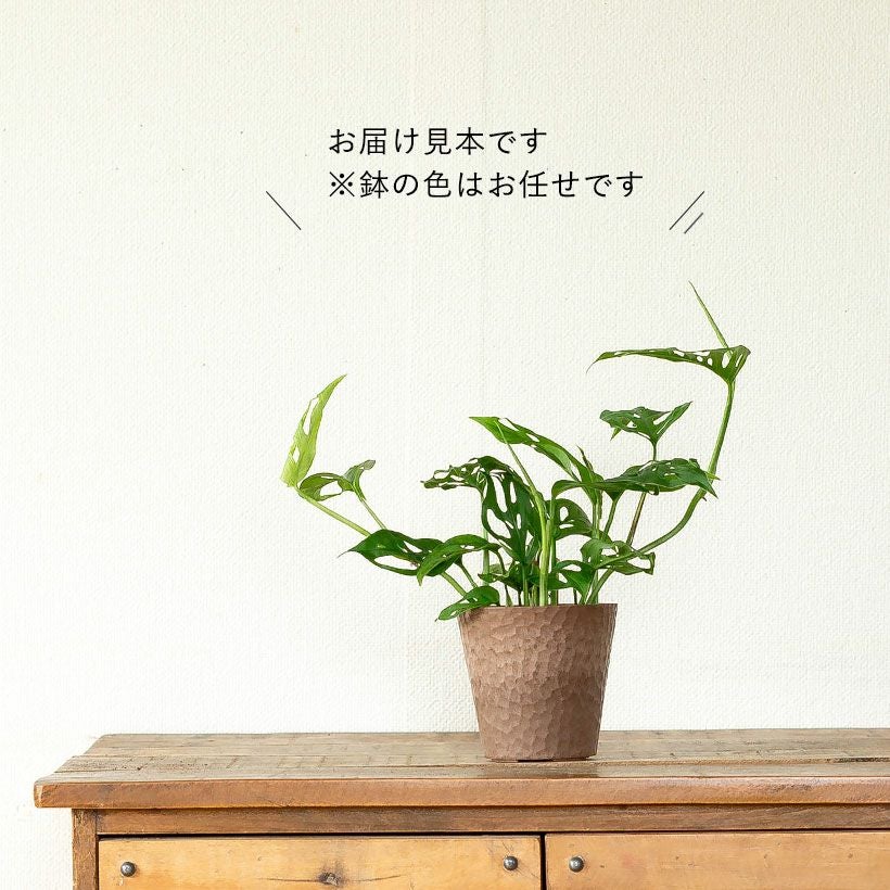 テラス用プラス花葉書80まい 観葉植物 モンステラ【80cm】7号 斑入り プラスチック鉢 #69045 | 観葉
