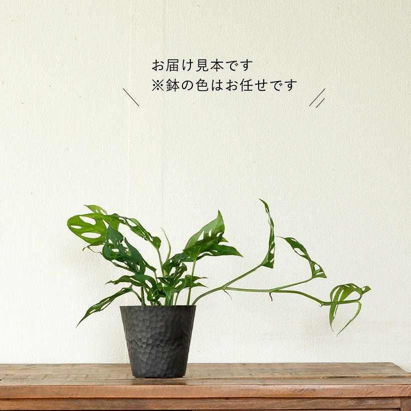 テラス用プラス花葉書80まい 観葉植物 モンステラ【80cm】7号 斑入り プラスチック鉢 #69045 | 観葉