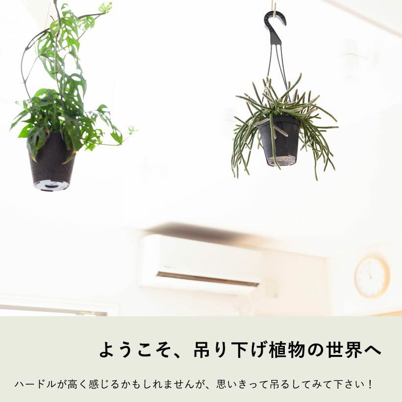 000000006479-11.jpg?size=l&w=