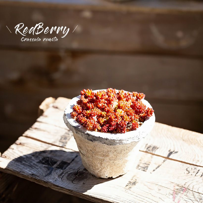 多肉を素焼き鉢で！使い古した感。モスポットにレッドベリー