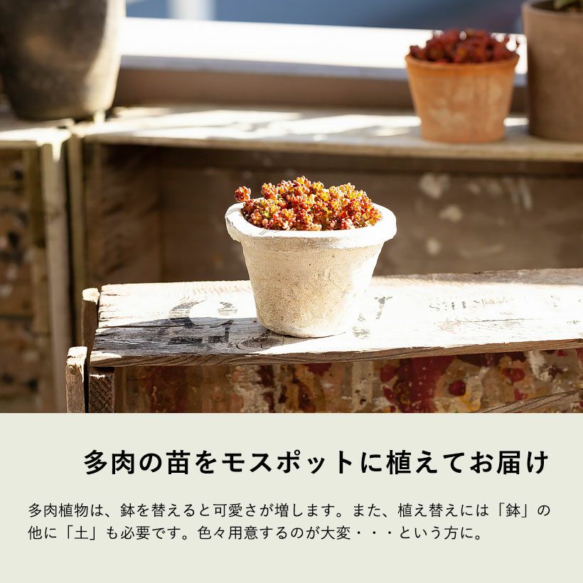 多肉を素焼き鉢で！使い古した感。モスポットにレッドベリー