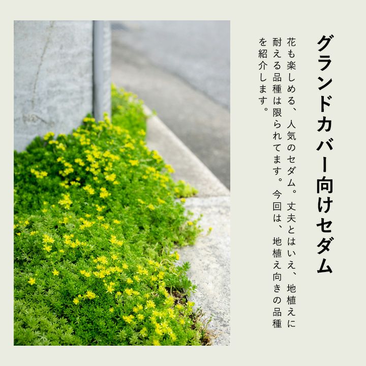 セダム・グランドカバー向け品種｜地植えに耐えるおすすめ品種