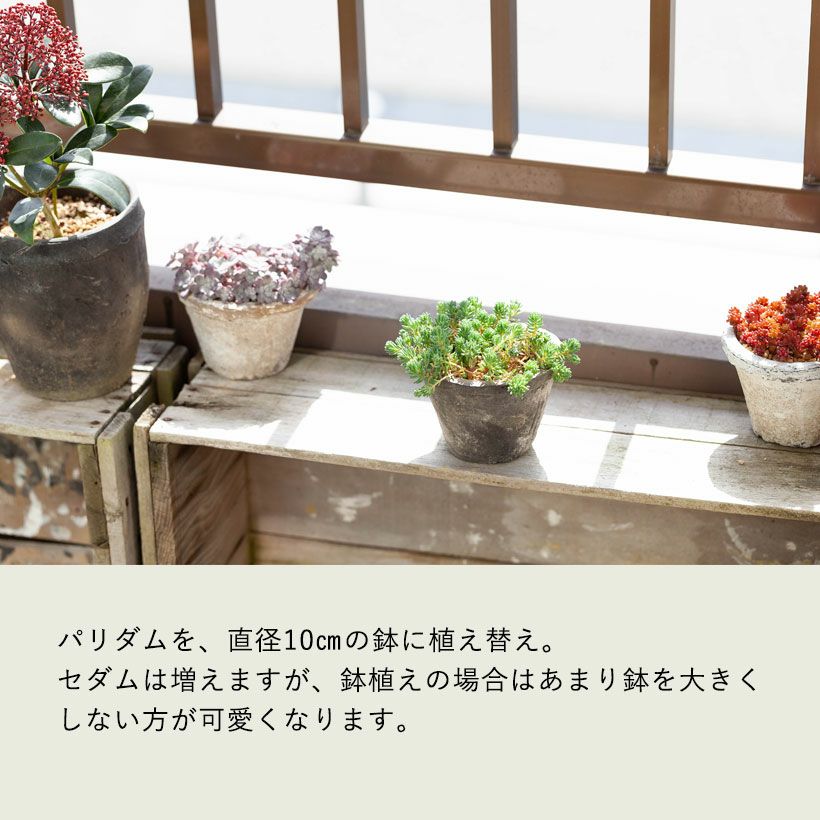 セダム・グランドカバー向け品種｜地植えに耐えるおすすめ品種