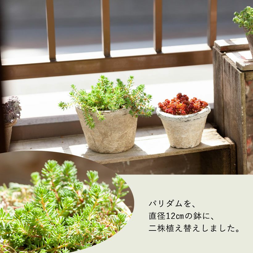 セダム・グランドカバー向け品種｜地植えに耐えるおすすめ品種