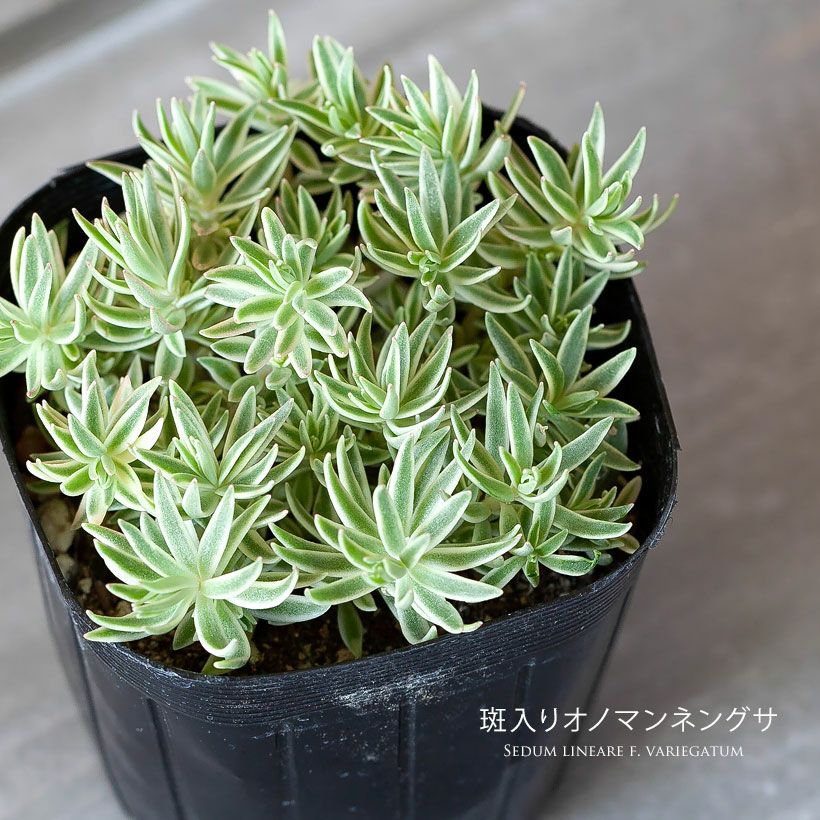 セダム・グランドカバー向け品種｜地植えに耐えるおすすめ品種