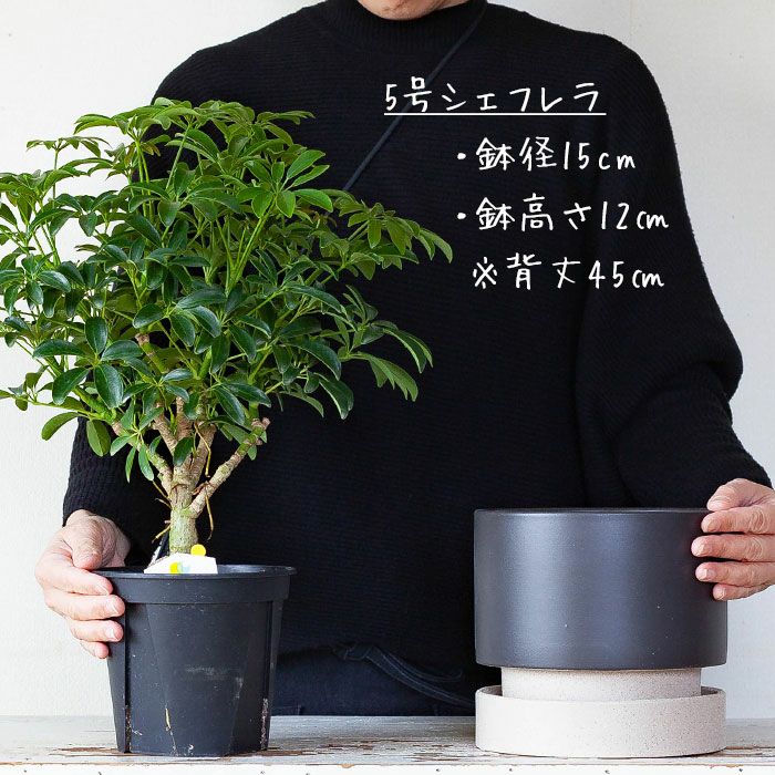 おしゃれ植木鉢：ツートンカラーのデザイン陶器鉢（6号）